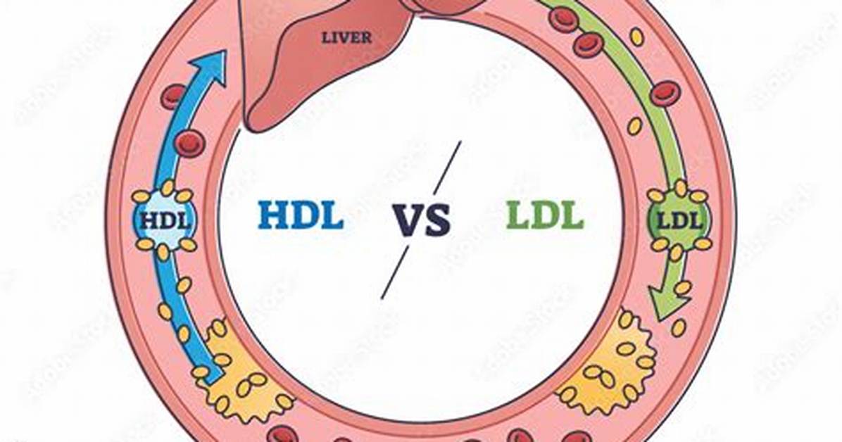 Ldl Function