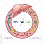 Ldl Function