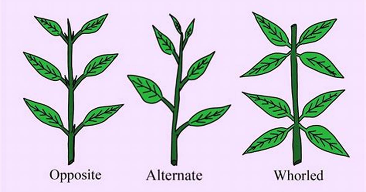 Leaf Arrangement