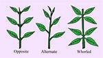 Leaf Arrangement