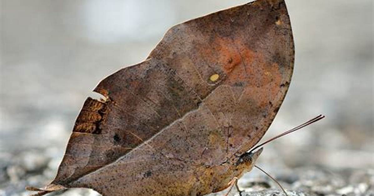 Leaf Butterfly