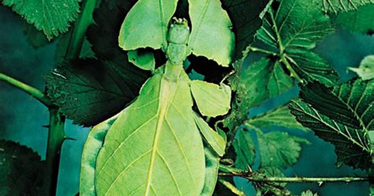 Leafbugs