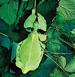 Leafbugs