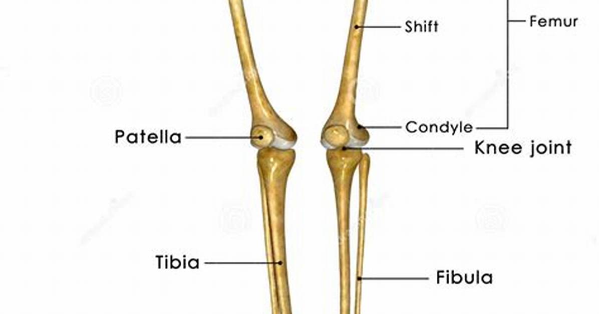 Leg Bones Name