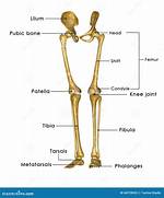 Leg Bones Name