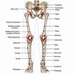 Leg Bones Names
