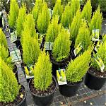 Lemon Cypress Tree