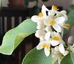 Lemon Flowers