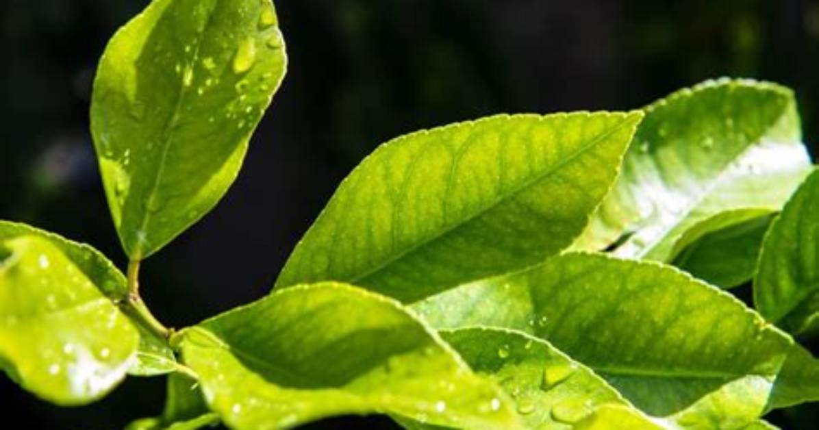 Lemon Leaves