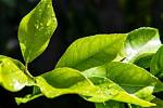 Lemon Leaves