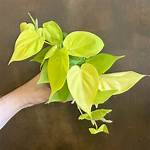 Lemon Lime Pothos