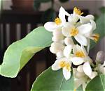Lemon Tree Flowers