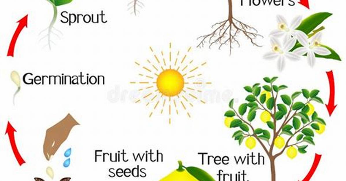 Lemon Tree Fruit Cycle