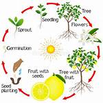 Lemon Tree Fruit Cycle