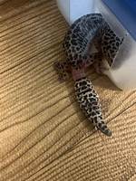 Leopard Gecko Tail Drop
