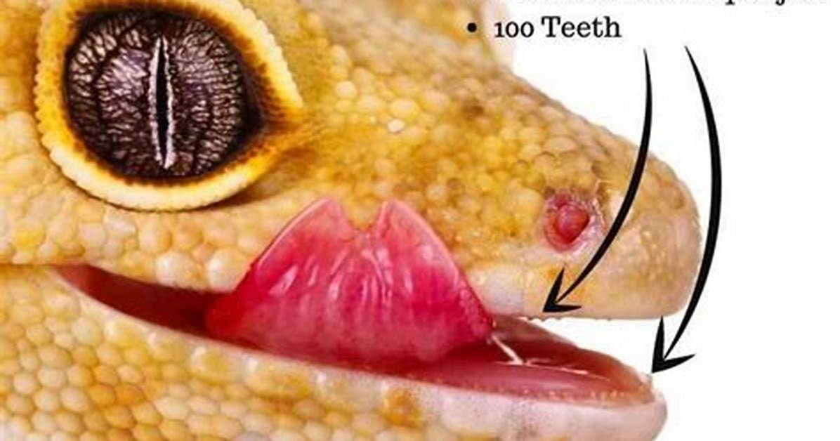 Leopard Gecko Teeth