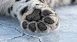 Leopard's Foot