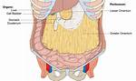 Lesser Omentum