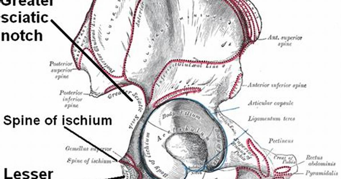 Lesser Sciatic Notch