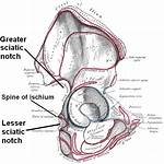 Lesser Sciatic Notch