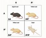 Lethal Allele