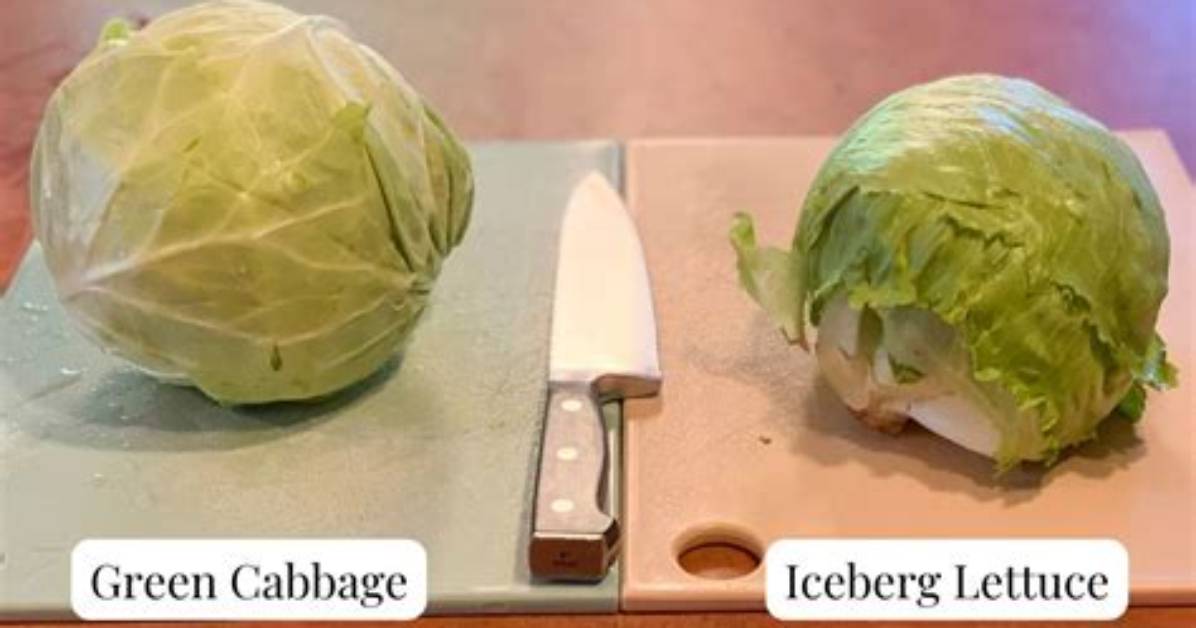Lettuce vs Cabbage