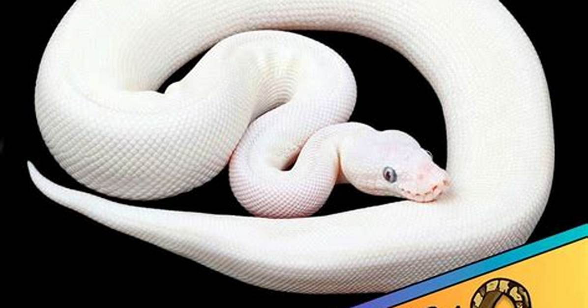 Leucistic Ball Python