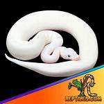 Leucistic Ball Python