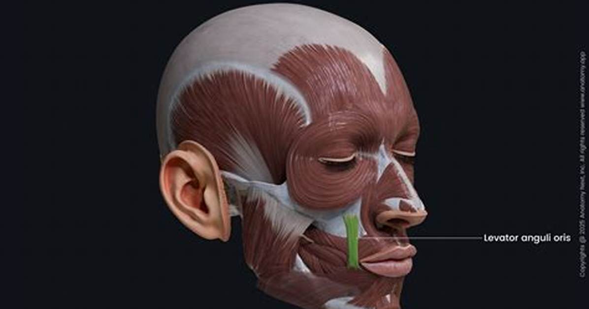 Levator Anguli Oris