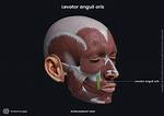 Levator Anguli Oris