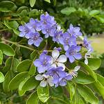 Lignum Vitae