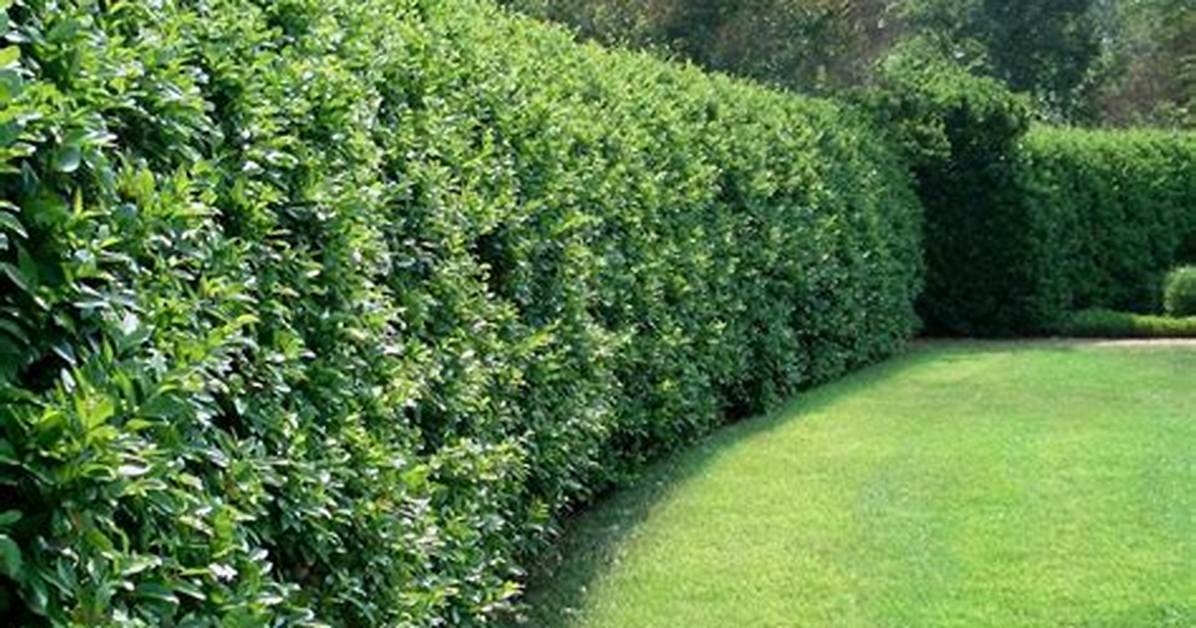 Ligustrum Hedge