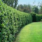 Ligustrum Hedge