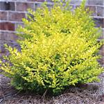 Ligustrum Sunshine