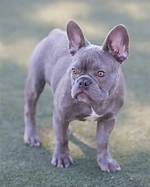 Lilac Dog