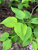Lilac Leaves