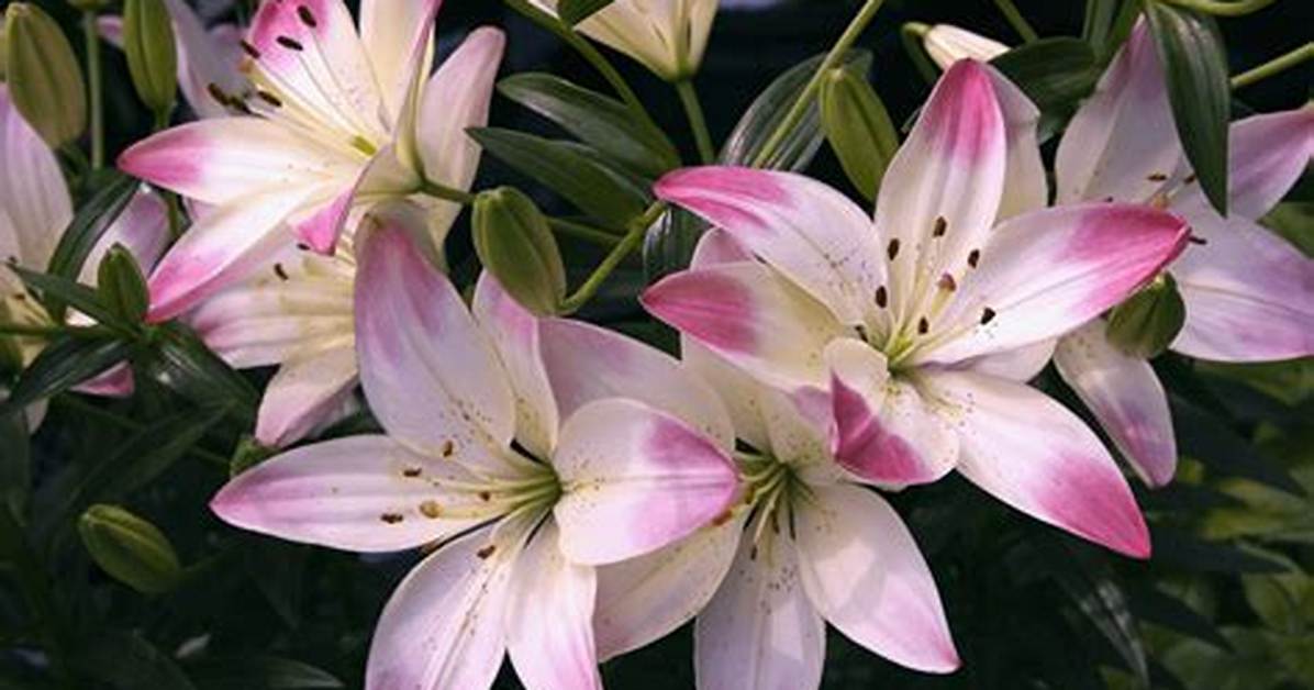 Lilly Meaning