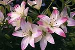 Lilly Meaning