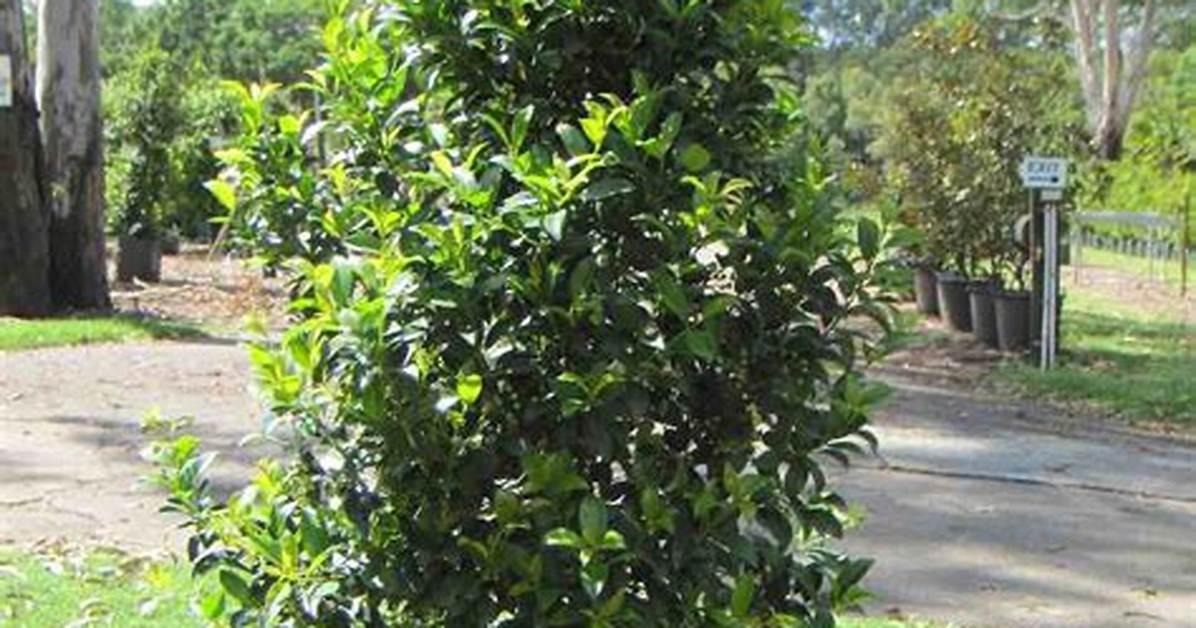 Lilly Pilly Tree