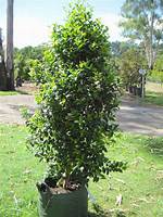 Lilly Pilly Tree