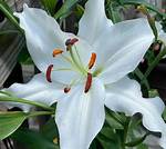 Lillyflower2003 Archives - Espressocoder