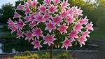Lily Tree