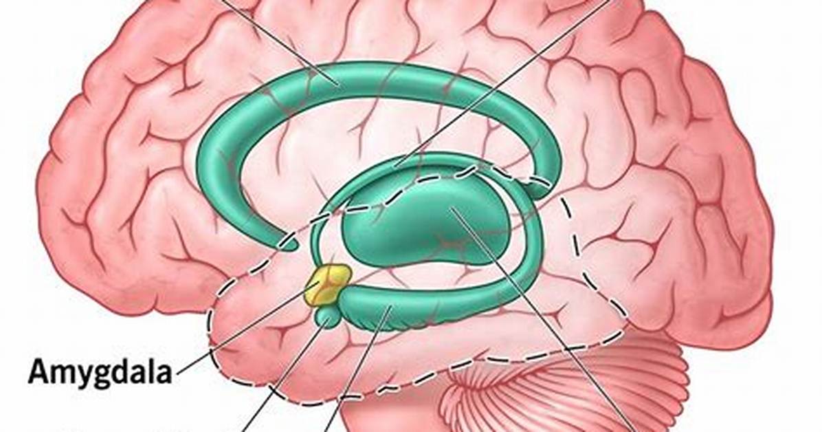 Limbic System - Function, Definition, Location, Structure