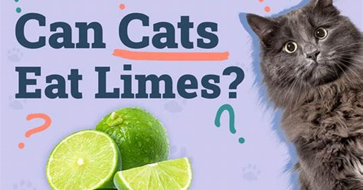 Lime Cat