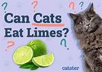 Lime Cat