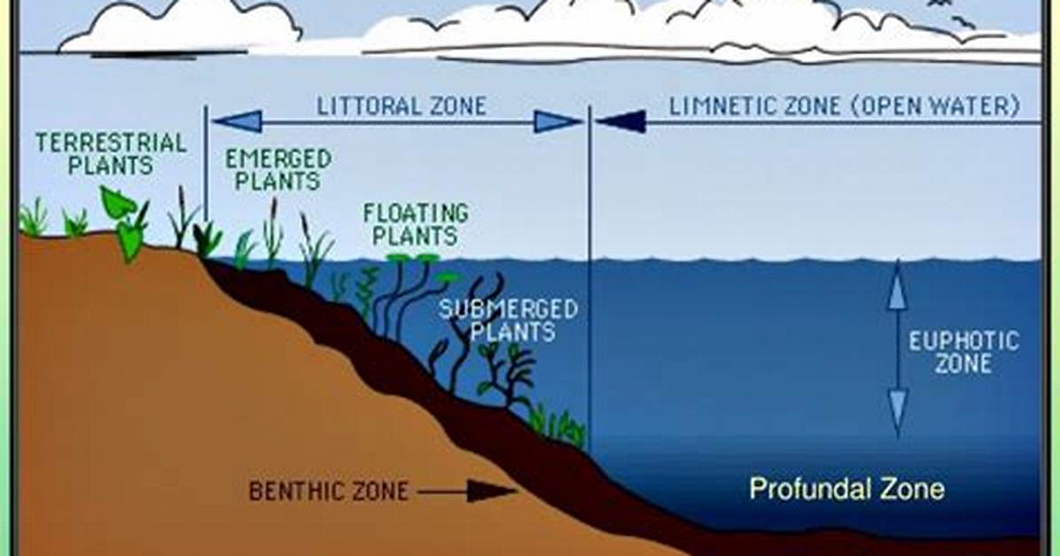Limnetic Zone