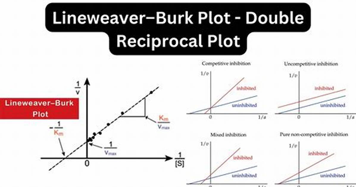 Lineweaver-Burk Plot
