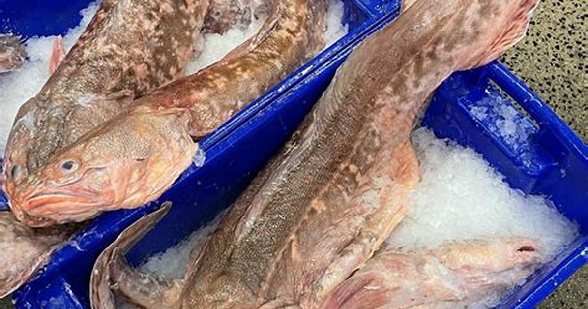 Ling Fish