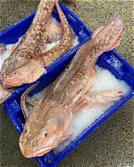 Ling Fish