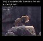Lion's Vocalization